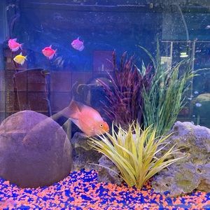 Meet your Posher, Zhu